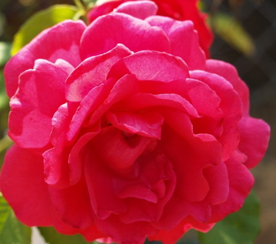 Rosa hybrid 'High Society LCL'